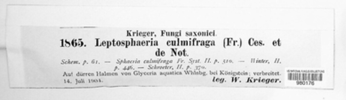 Leptosphaeria culmifraga image